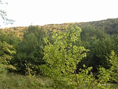 Le vallon boisé de la Burbach